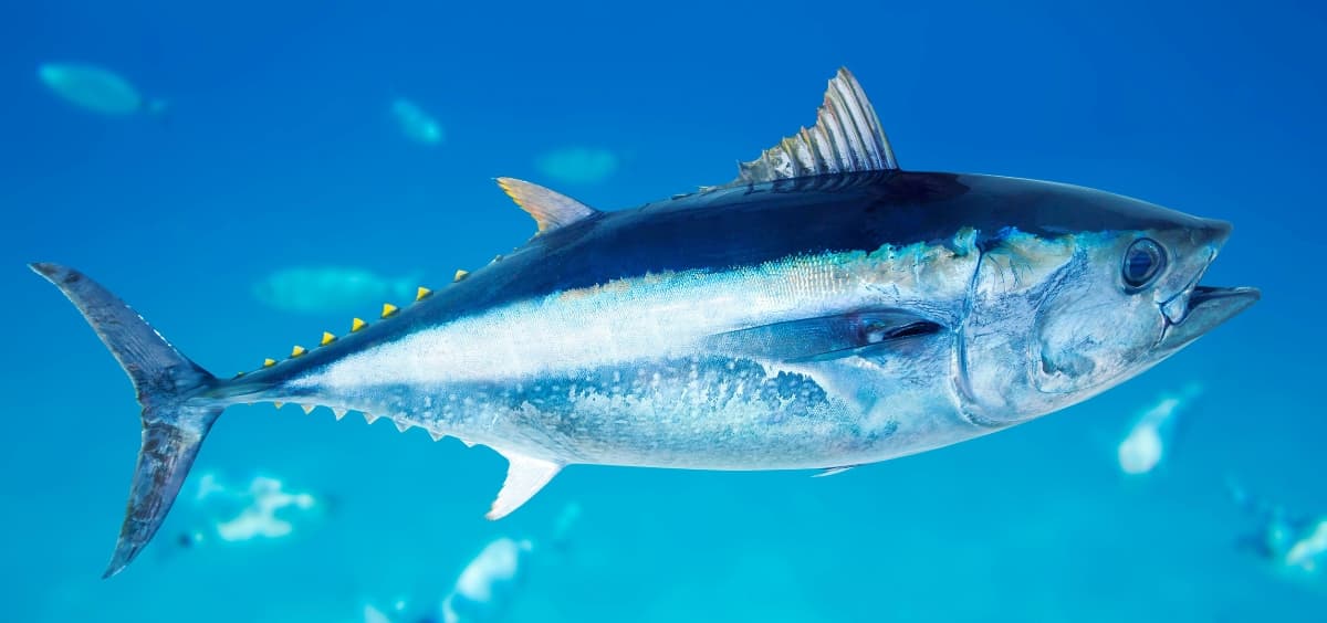 Die faszinierende Welt der Thunfische 🐟
