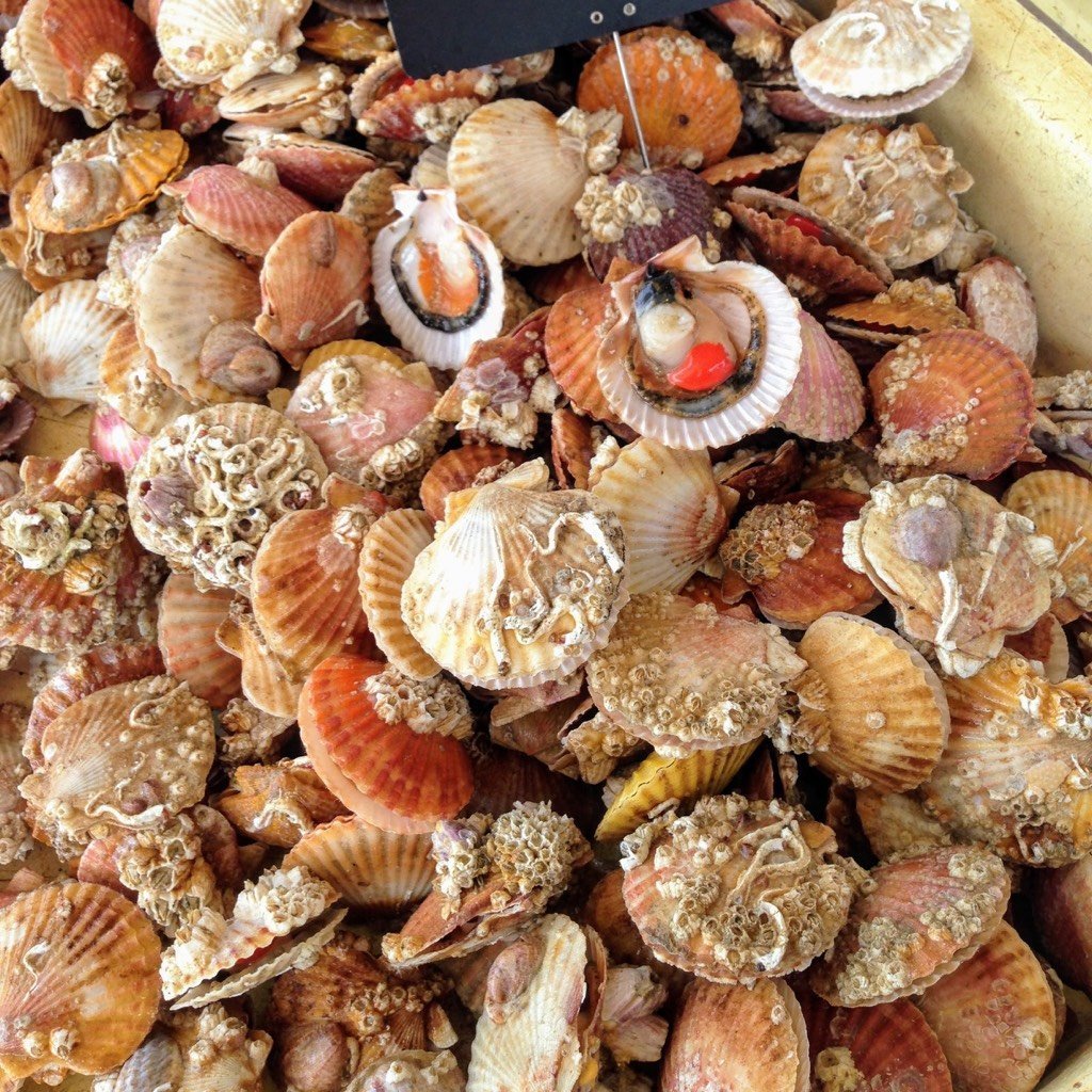 Kammmuscheln in Sauce-Vieira - Ramon Pena -  sardine.shop